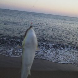 群れてはいるけど・・・