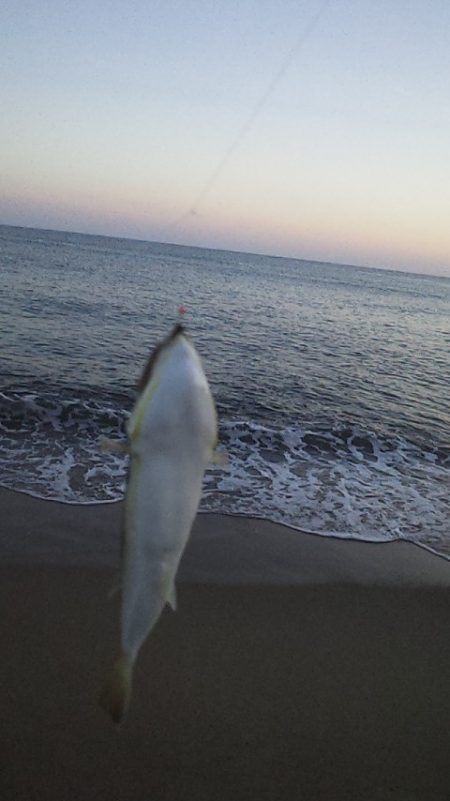 群れてはいるけど・・・