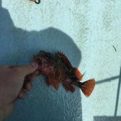 出羽島周辺で根魚