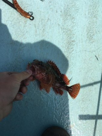 出羽島周辺で根魚