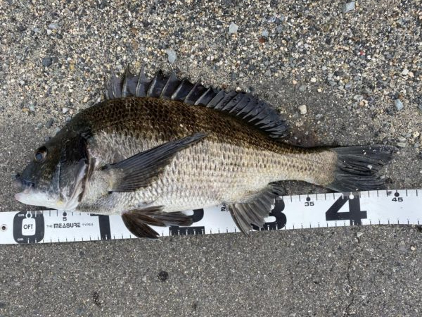 イチノ兄弟、釣果！