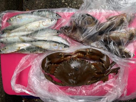 土曜日・日曜日の釣果