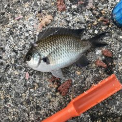 アジが渋い。マナーが悪い