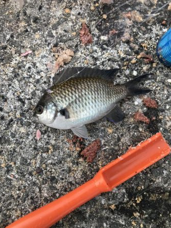 アジが渋い。マナーが悪い