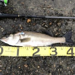 ランカーシーバス降臨!!