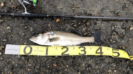 ランカーシーバス降臨!!