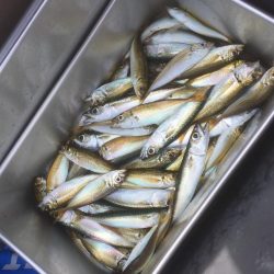 ハマチ狙いなんだけど。