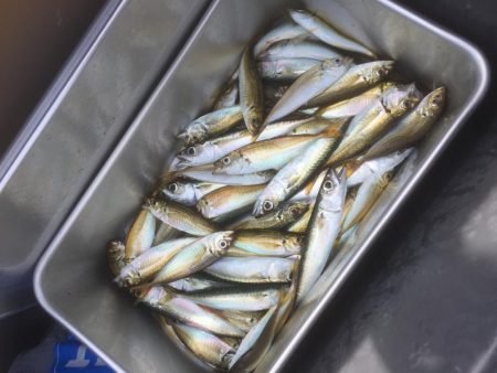 ハマチ狙いなんだけど。