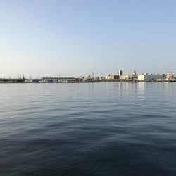 サバが湧いて…。