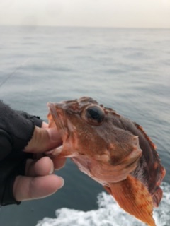 泉州丸さんで五目