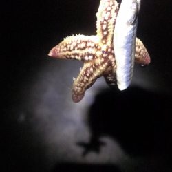 癒しのガシラ釣り