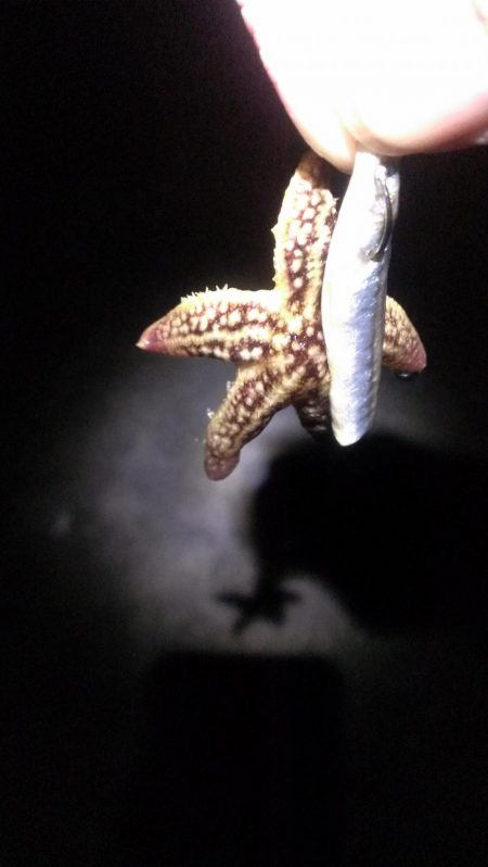 癒しのガシラ釣り