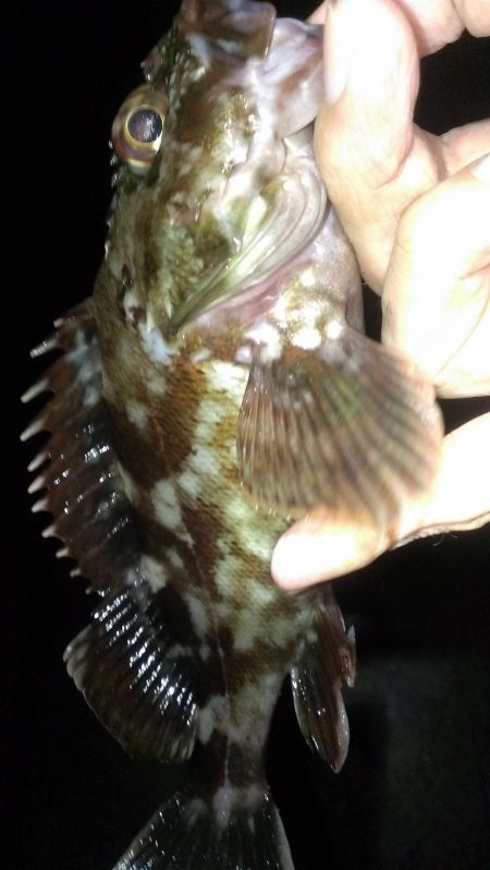 大餌で大ガシラ狙い