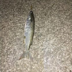 始めてのボラの洗礼