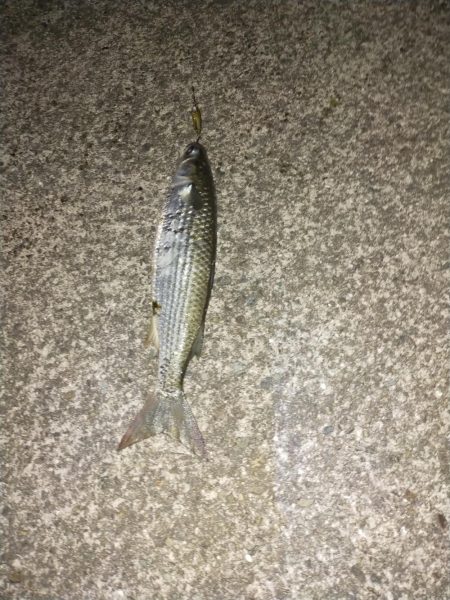 始めてのボラの洗礼