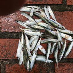 アジ12匹、チャリコ2匹、コサバ43匹