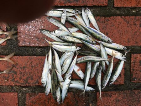 アジ12匹、チャリコ2匹、コサバ43匹