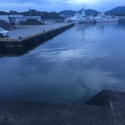 アジ7匹、コサバ25匹