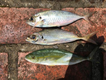 アジ、ツバス、チャリコ、キス、コサバ