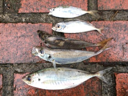 アジ、ツバス、コサバ