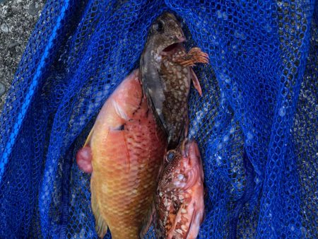 時化の日は無理しちゃ駄目　