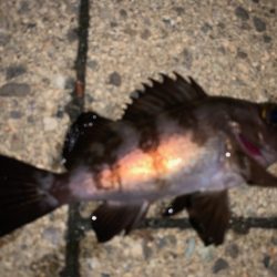 メバルもそろそろ終了か