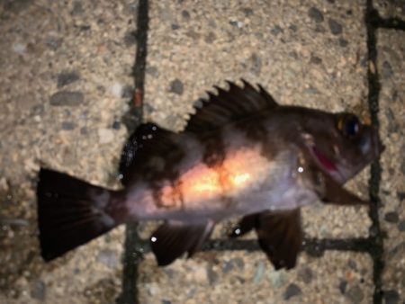 メバルもそろそろ終了か