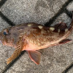 タコ 鯖 ガジラが好調