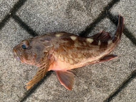 タコ 鯖 ガジラが好調