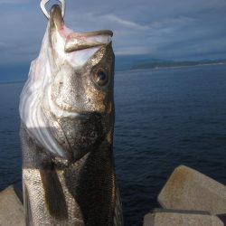 加太大波止でシーバス