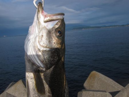 加太大波止でシーバス