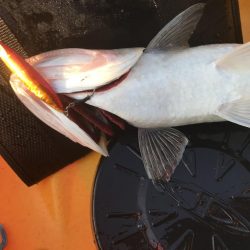 自己ベストの日