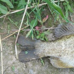 初スモールマウス!