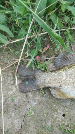 初スモールマウス!