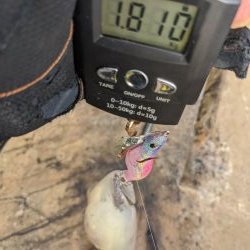 今季の記録更新