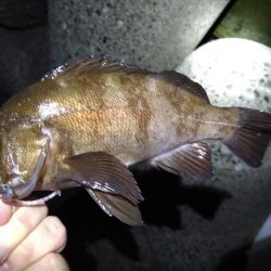 ナイトアジング