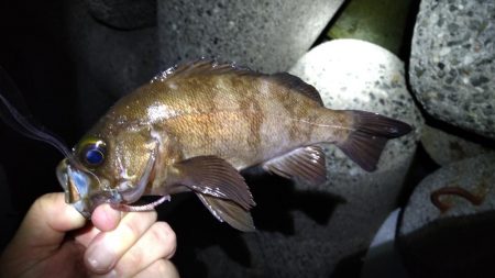 ナイトアジング