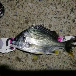 南港へち釣行(2020/06/06 南港ヘチ釣り キビレチヌ(32cm,31cm~)ガシラ 釣果有り)