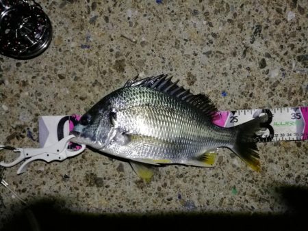 南港へち釣行(2020/06/06 南港ヘチ釣り キビレチヌ(32cm,31cm~)ガシラ 釣果有り)