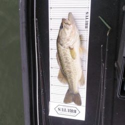 ポストスポーン絶好調