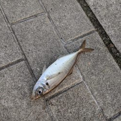 ジグサビキで、鯖サバ〜　鯵が一匹　