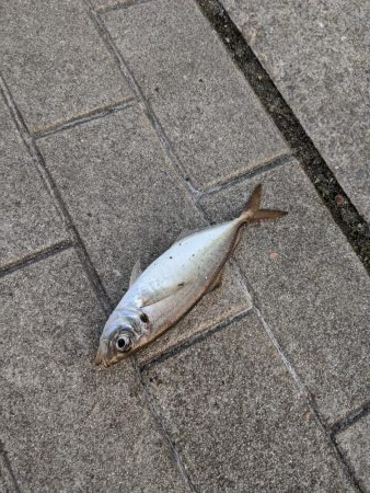 ジグサビキで、鯖サバ〜　鯵が一匹　