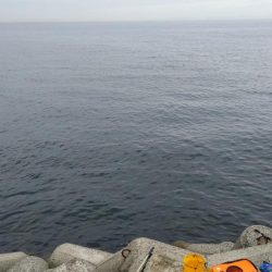 貝塚人口島でハマチ