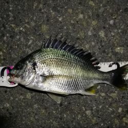 (2020/06/13 南港ヘチ釣り キビレチヌ(44.5cm,42cm~)ガシラ22 cm 釣果有り)