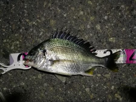 （2020/06/13 南港ヘチ釣り　 キ…