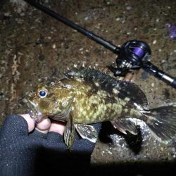 (2020/06/14 南港ヘチ釣り 真チヌ(49.5cm)ガシラ 釣果有り)