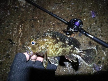 (2020/06/14 南港ヘチ釣り 真チヌ(49.5cm)ガシラ 釣果有り)