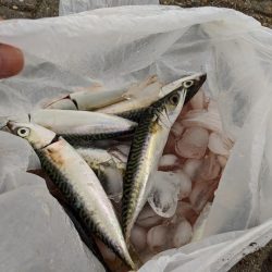 短時間の釣り 鯖サバ好調 ジグサビキ