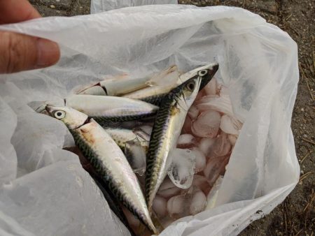 短時間の釣り 鯖サバ好調 ジグサビキ