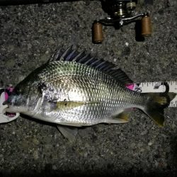 （2020/06/17 南港ヘチ釣り　 キビレチヌ（43cm、39cm～）ガシラ 釣果有り）